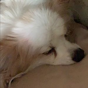 Meet your Posher, Patricia